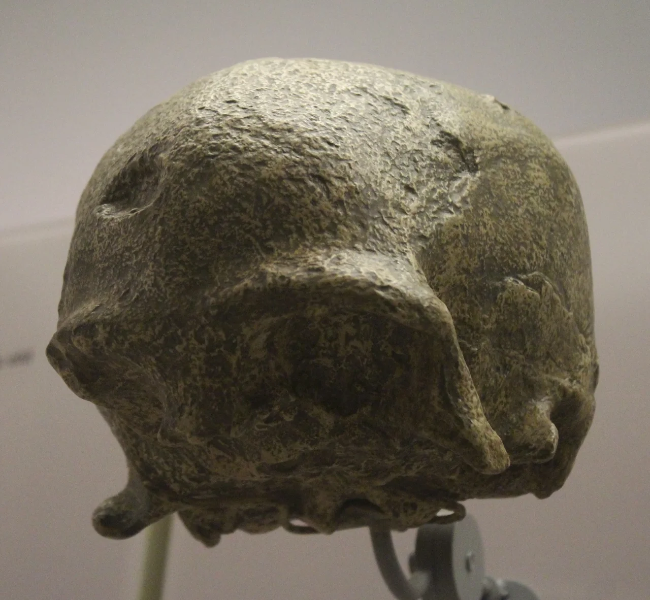 Moulage du crâne de Singa exposé au Smithsonian.