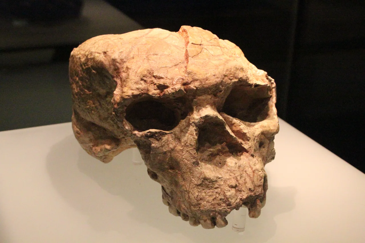 Vue rapprochée de face du crâne Yunxian II présenté au musée provincial du Hubei.